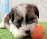 Shorkie Puppies For Sale Seaside Pups
